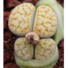 Sunflowers ZW - Seed